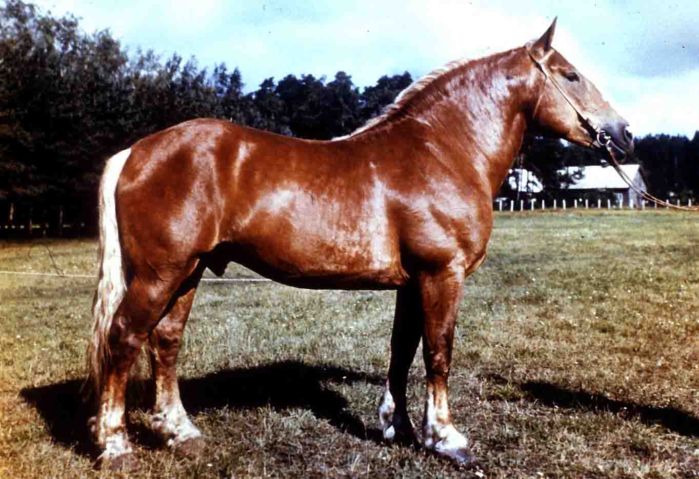 LITUANIAN DE MARE TRACTIUNE